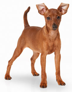 6 chiots Pinscher Nain à vendre (3 femelles et 3 mâles)