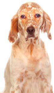 1 chiot Setter Anglais à vendre (1 mâle)