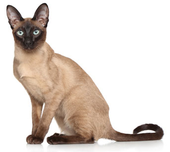 1 chaton Siamois à vendre (1 femelle)