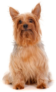3 chiots Silky Terrier à vendre (2 femelles et 1 mâle)