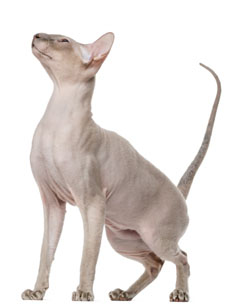 1 chaton Sphynx à vendre (1 mâle)