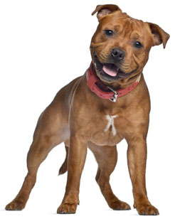 1 chiot Staffie à vendre (1 mâle)