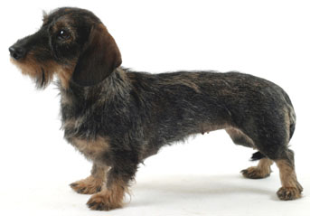 1 chiot Teckel nain poil dur à vendre (1 femelle)