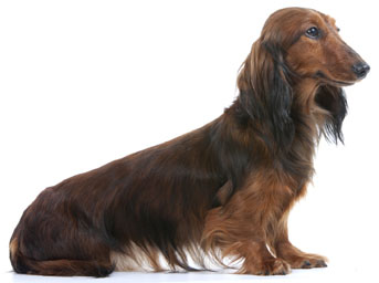 2 chiots Teckel nain à vendre (2 mâles)