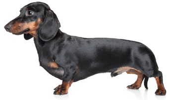 1 chiot Teckel à poil ras à vendre (1 mâle)