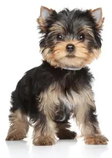 2 chiots Yorkshire Terrier à vendre (1 femelle et 1 mâle)