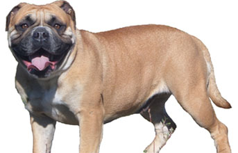 6 chiots Bulldog Continental à vendre (3 femelles et 3 mâles)